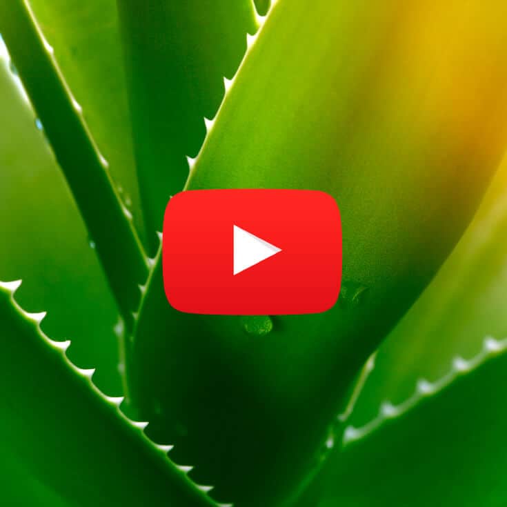 Blackstrap Molasses Combats Stress & Promotes Healthy Skin Dr. Axe