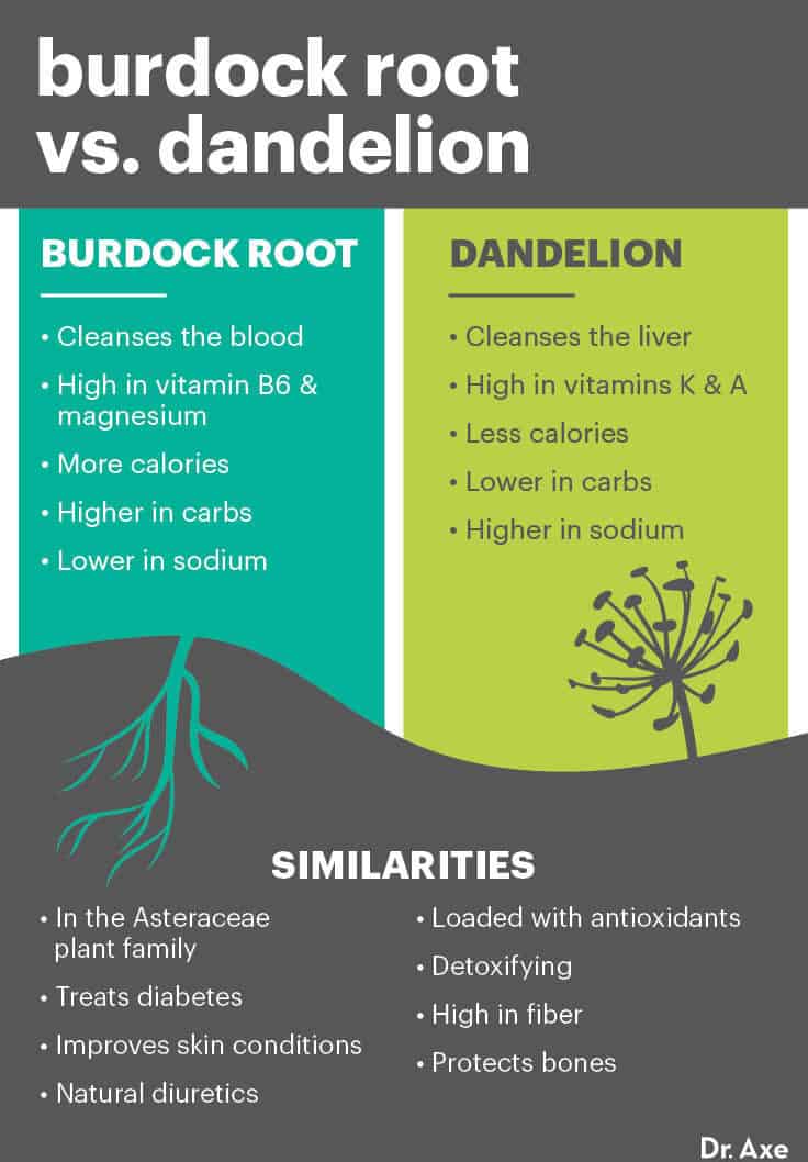 Burdock Root Benefits, Uses, Side Effects, Supplements Dr. Axe