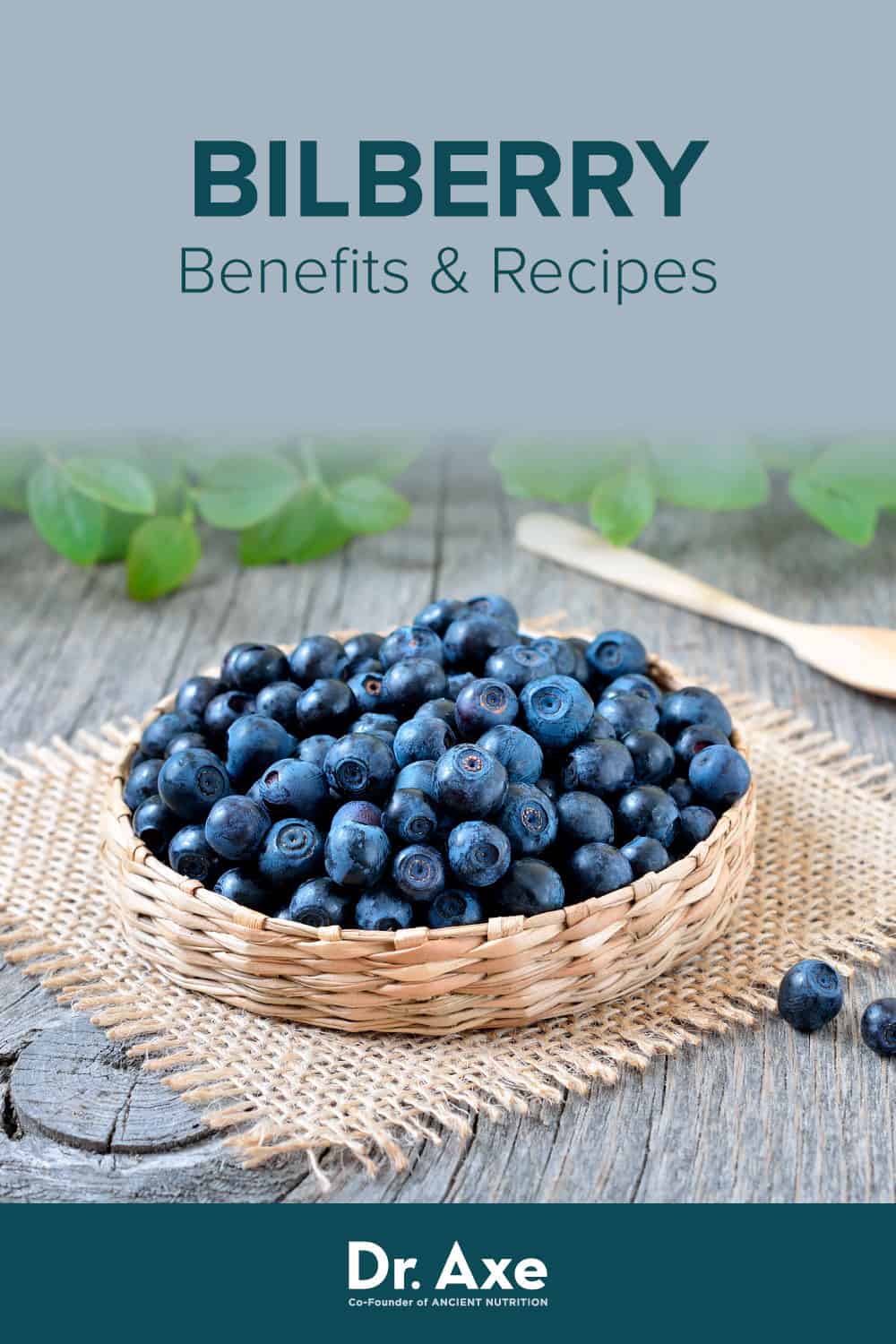 Bilberry Benefits, Uses, Types and Side Effects Dr. Axe