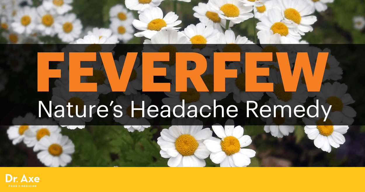 Feverfew The Natural Headache Reliever that May Fight Cancer Dr. Axe