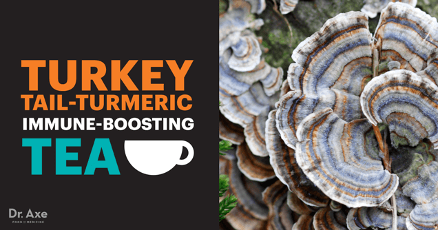 Turkey Tail Mushroom Benefits, Uses And Recipes - Dr. Axe