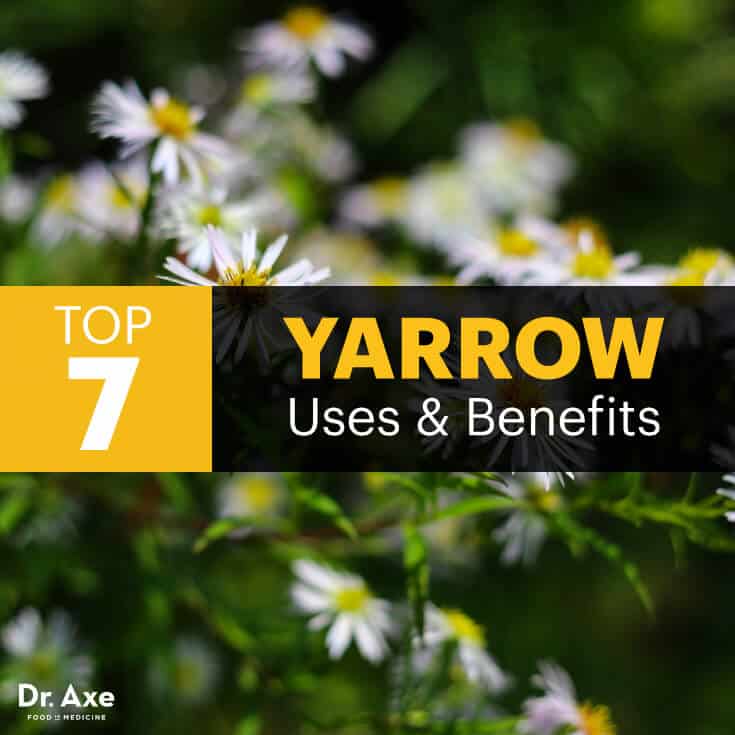 Yarrow Uses for Wounds, Inflammation, Digestion & More Best Pure