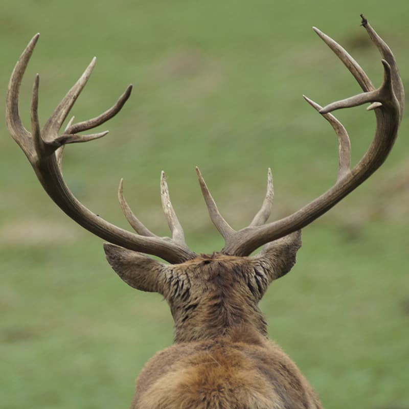 The Best Deer Antler Spray Quotes Images