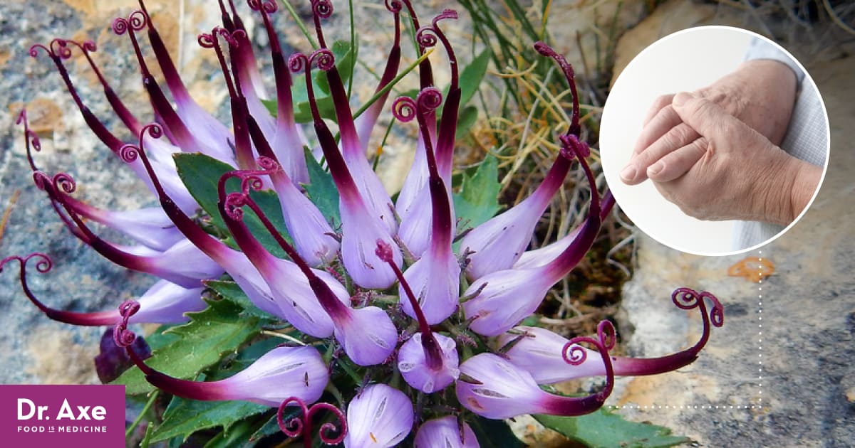 Devil's Claw Benefits Include Pain Relief & More Dr. Axe