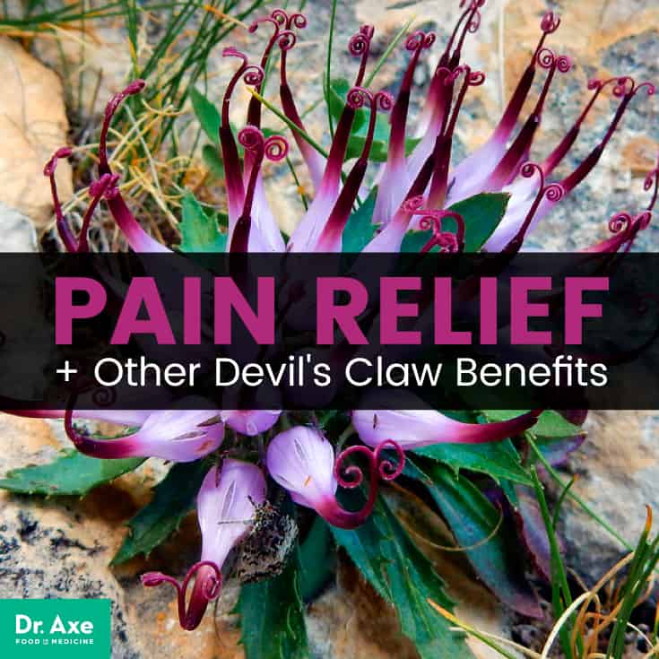 Devil's Claw Benefits Include Pain Relief & More Dr. Axe