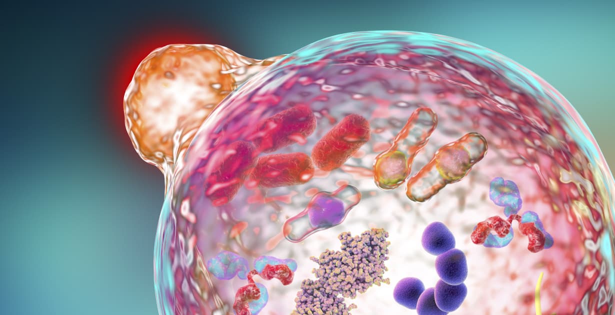 Benefits of Autophagy, Plus How to Induce It Dr. Axe
