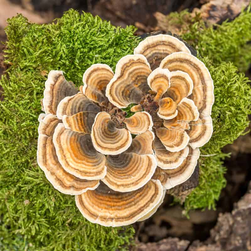 Turkey Tail Mushroom Benefits, Uses And Recipes - Dr. Axe