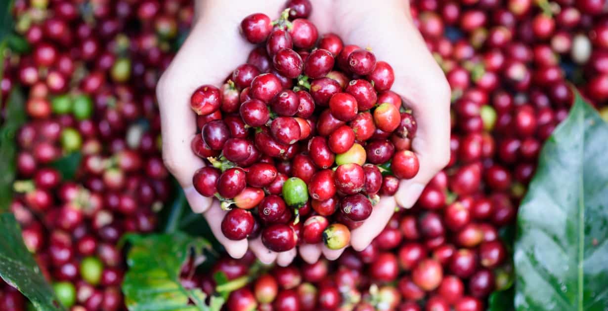 Coffee Fruit Nutrition, Benefits, Uses and Side Effects Dr. Axe