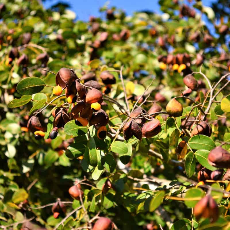 Copaiba Oil Uses & Benefits, Including as An Anti