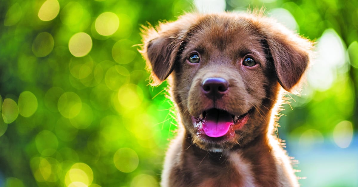 Can Omega 3 Cause Diarrhea In Dogs