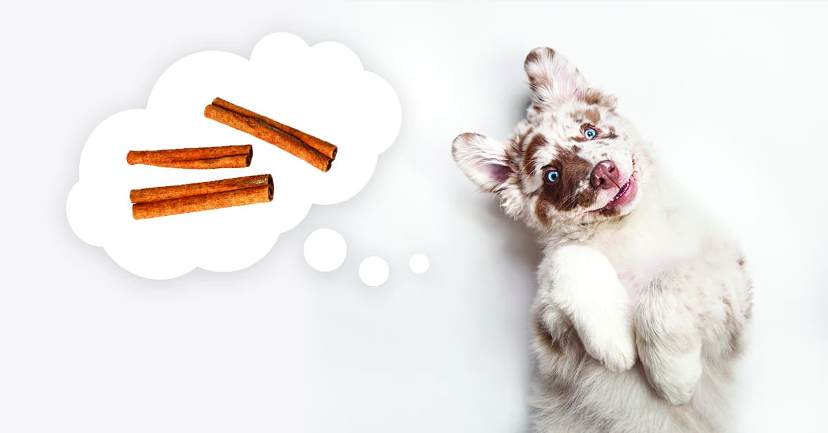Can Dogs Eat Cinnamon? Do's & Don'ts for Your Furry Friend Dr. Axe