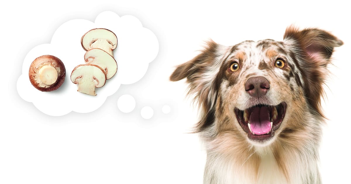 Can Dogs Eat Mushrooms? Safety Tips for Your Pet Dr. Axe