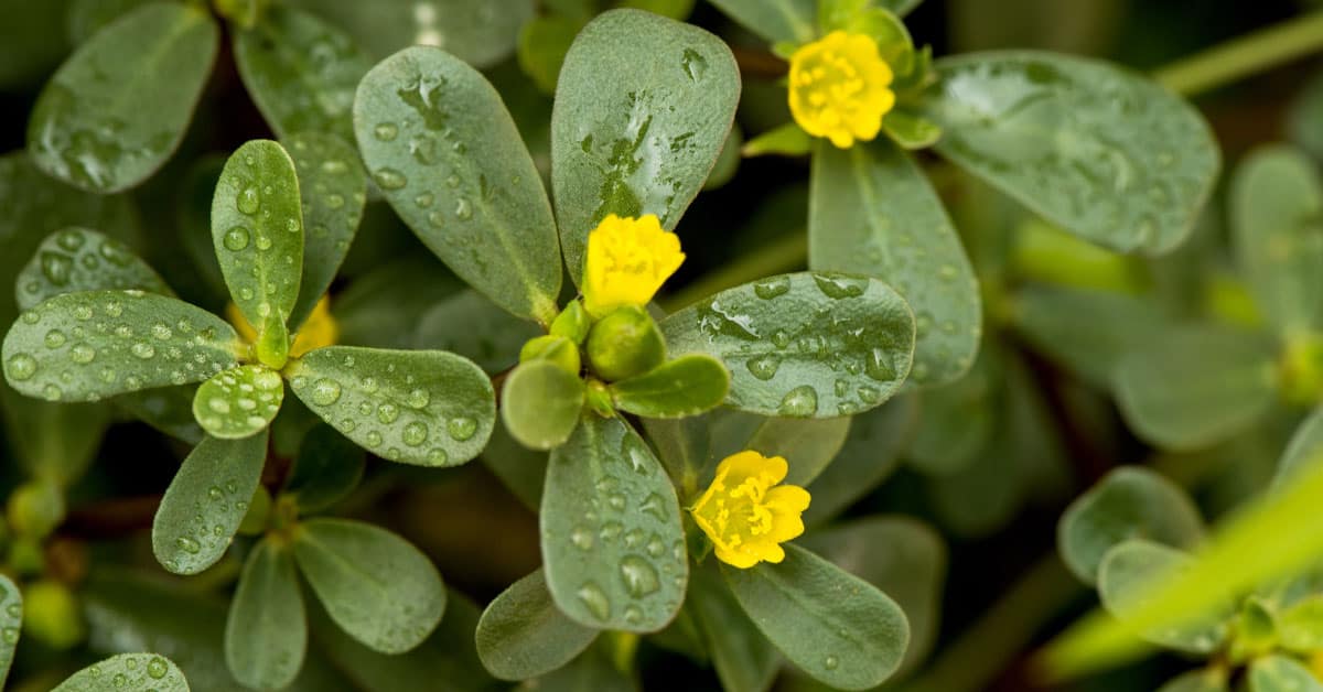 Purslane Is It Safe to Consume This Common Weed? Dr. Axe