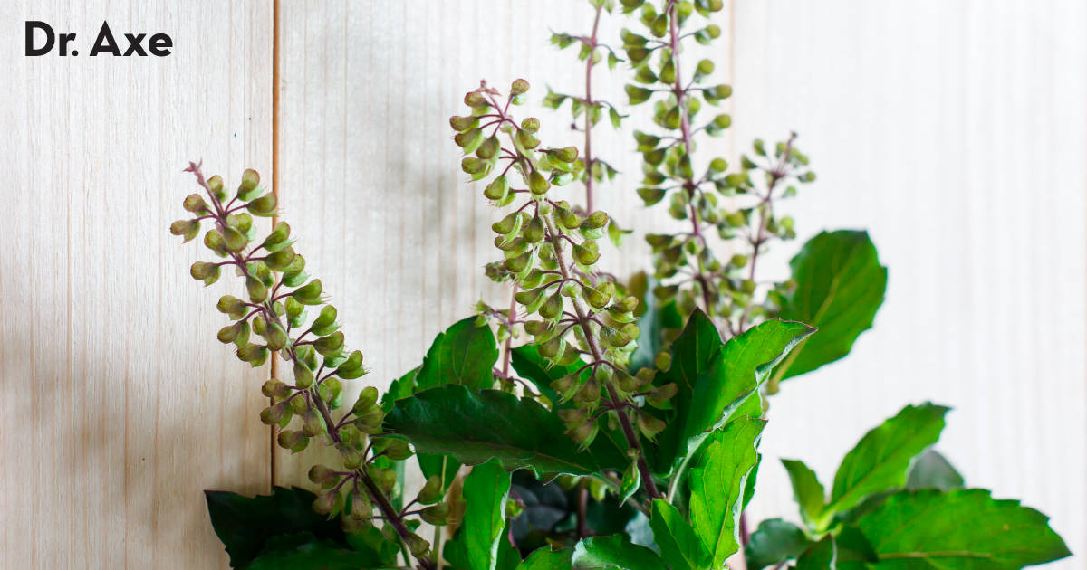 Holy Basil Benefits, Uses, Side Effects and Interactions Dr. Axe
