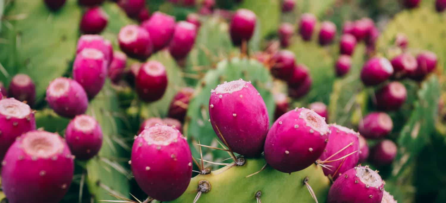 What Is Prickly Pear? Nutrition Facts and Benefits Dr. Axe