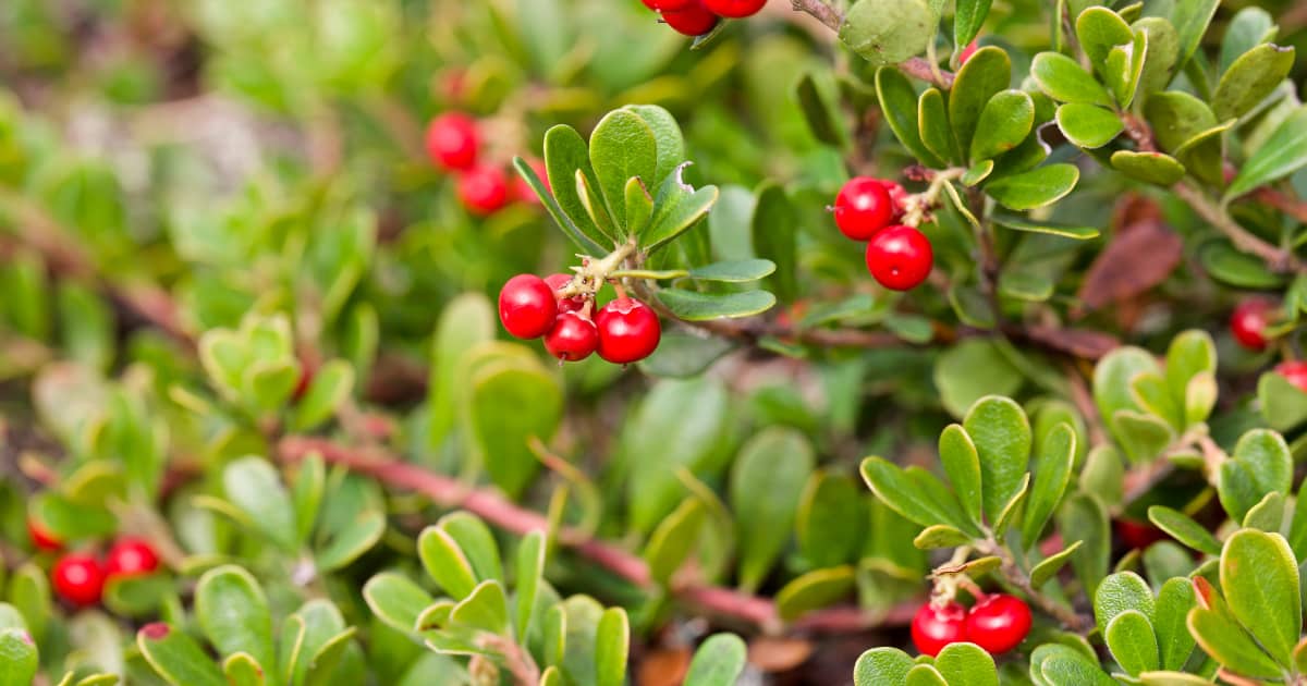 Uva Ursi (Bearberry) Benefits, Uses, Side Effects, Dosage Dr. Axe