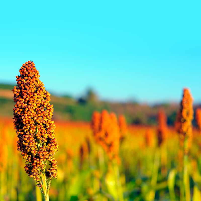 Milo Grain Nutrition Facts Besto Blog