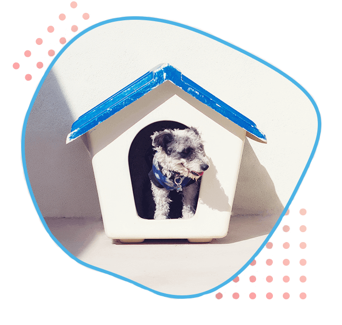 Dr. Bedi’s Pet Hospital Best Pet Hospital Pet Grooming in Mohali