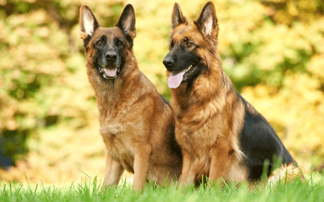Dog Breed Spotlight German Shepherd Dr. Bills Pet Nutrition