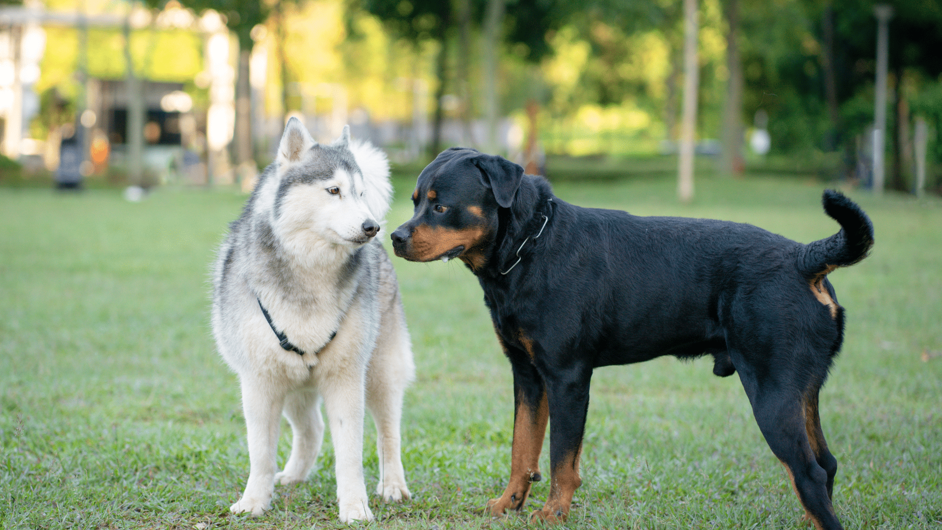 How to Introduce Dogs to Each Other Dr. Bills Pet Nutrition