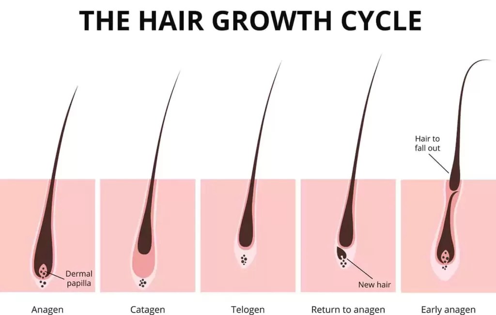 The Hair Growth Cycle explained Hair Transplant Glasgow Dr Bonaros