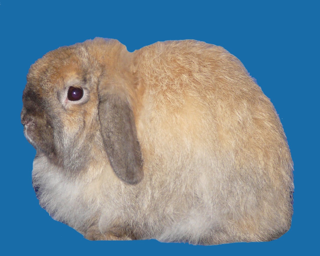 Rabbit Photos