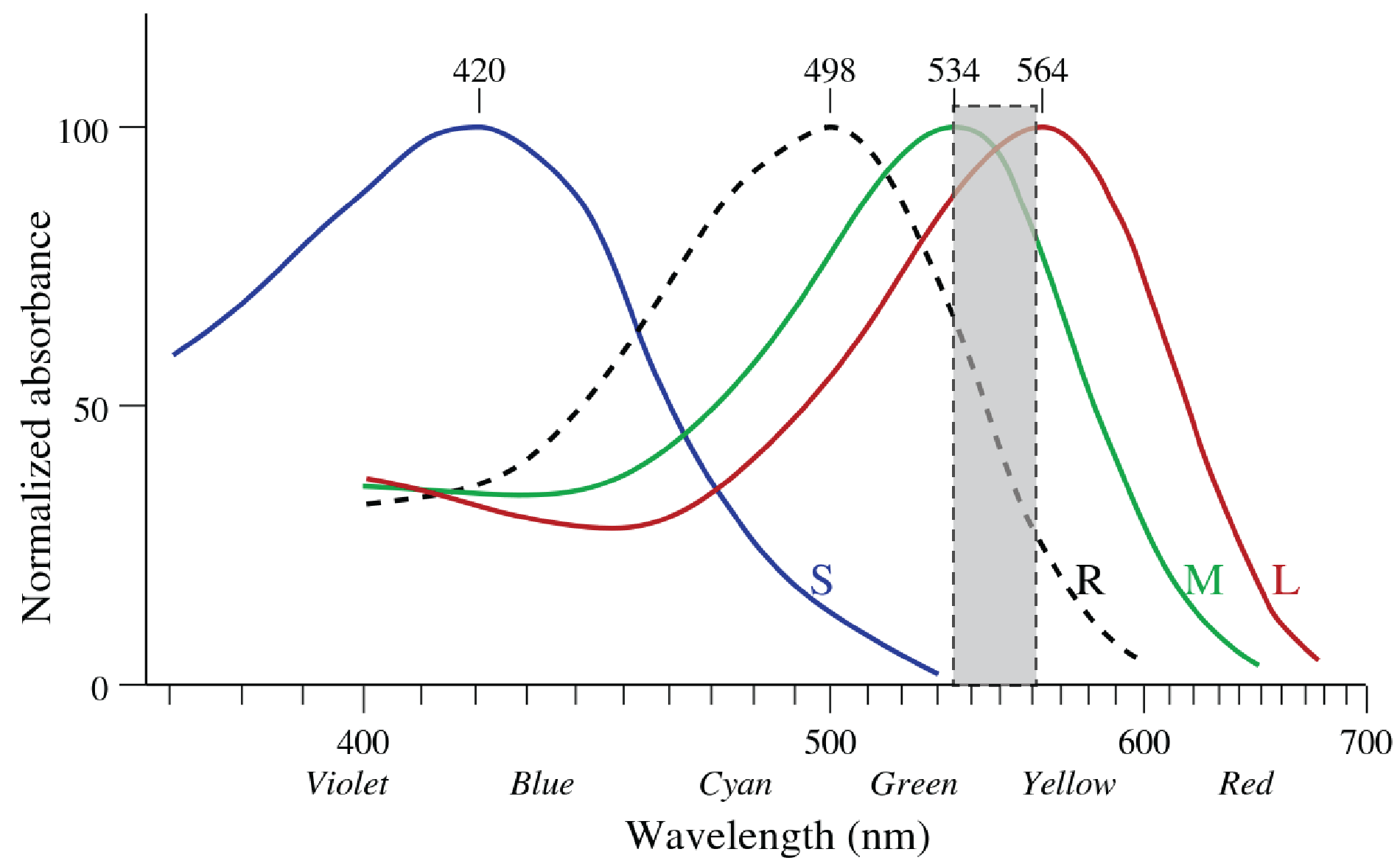 How Enchroma Glasses Work Dr. Claudia Lee Optometrist