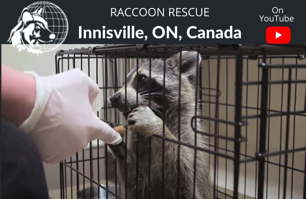 Raccoon Rescue in Ontario, Canada Dr Cliff Worldwide Vet