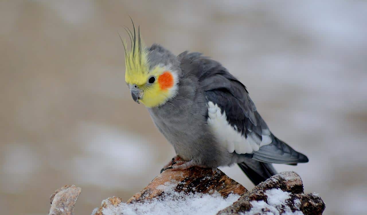 Can Cockatiels Eat Bread? Cracking the Mystery of Avian Treats! Dr