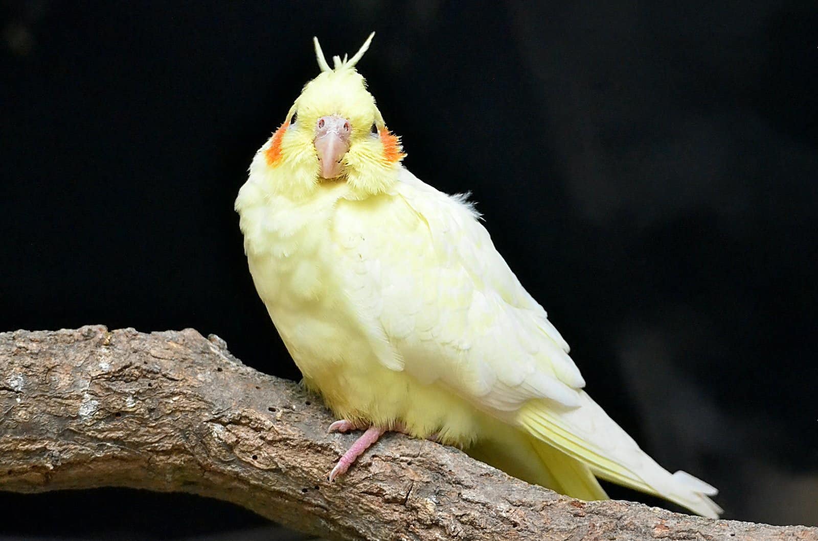 Can Cockatiels Wear a Harness? Dr Cockatiel