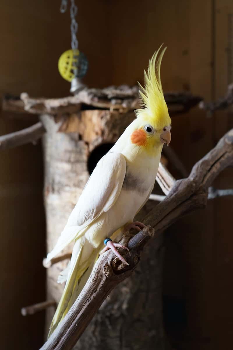 How to Clean Cockatiel Nose An Easy 5Step Guide Dr Cockatiel