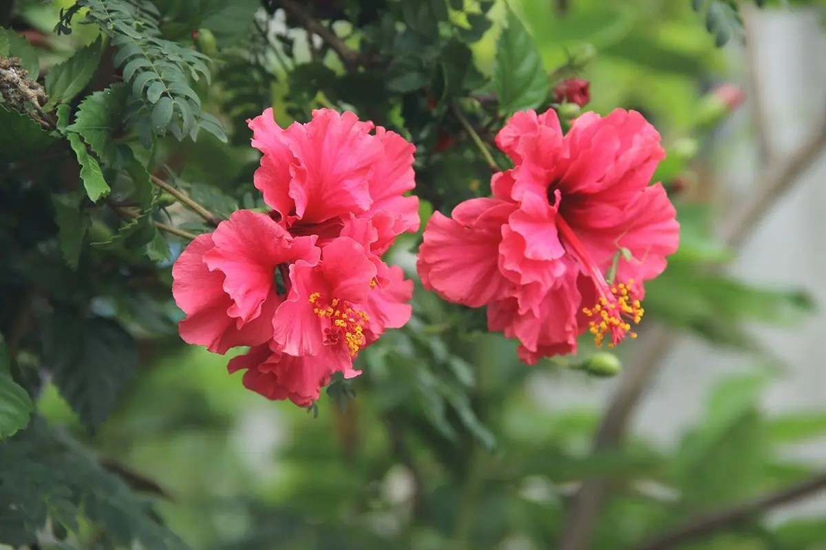 Hibiscus, Kidney Support and Beyond