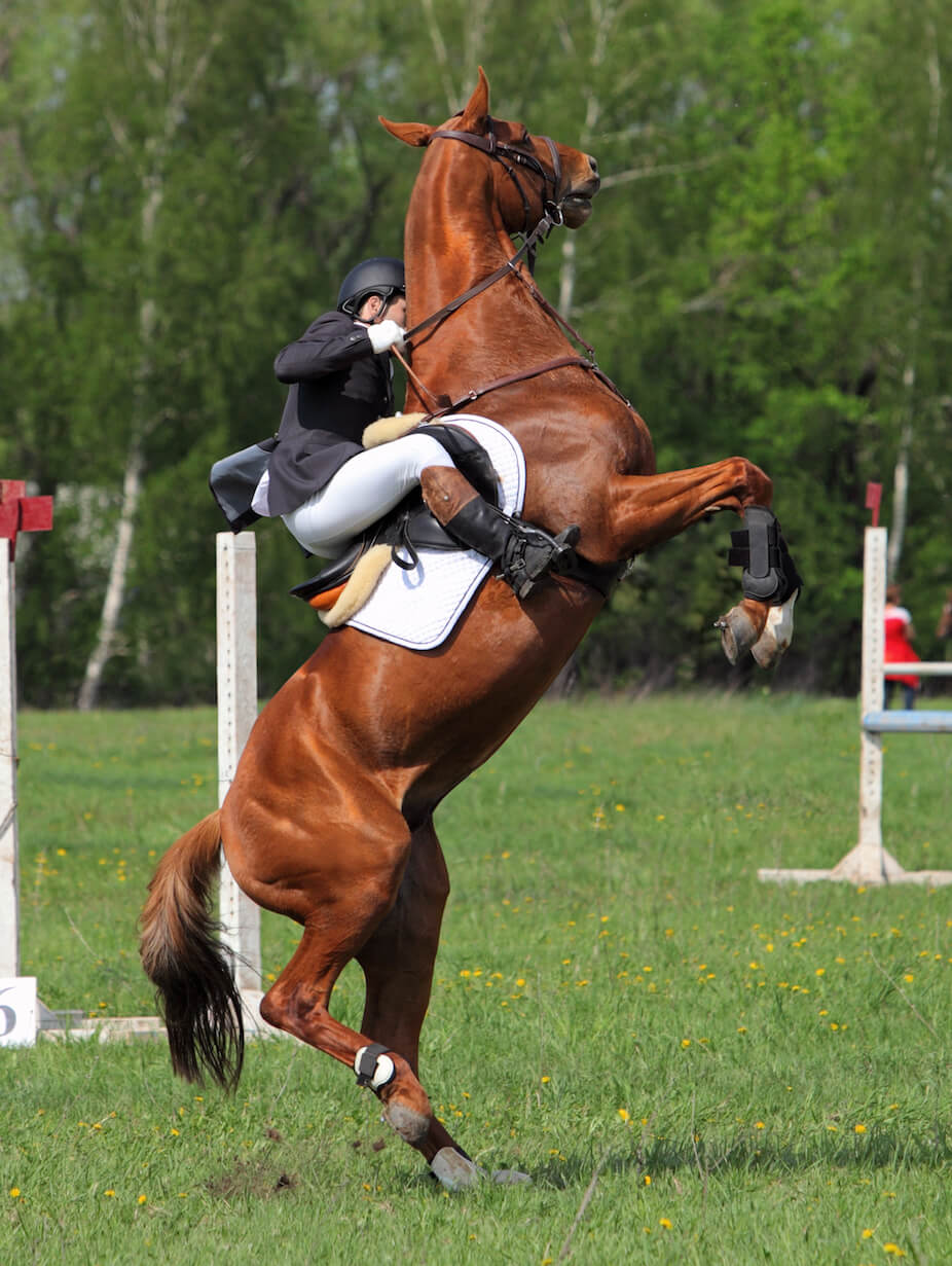 Do any calmers actually work? AskAnimalweb