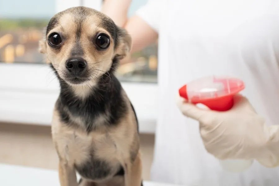 3 PetFriendly Bug Sprays Dr. Death Pest Control