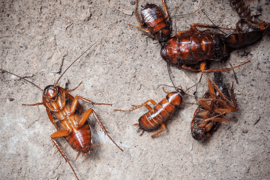 An InDepth Guide to Common Las Vegas Pests Dr. Death Pest Control