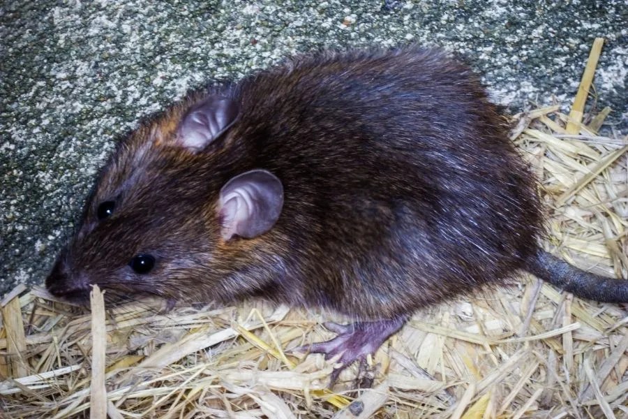 Rats In Ceiling Australia Shelly Lighting