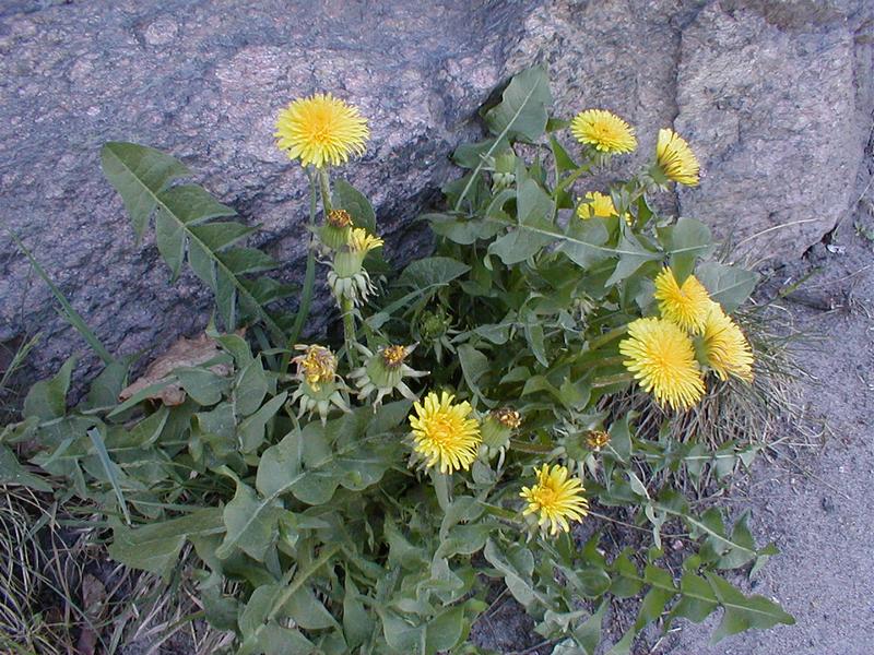The Benefits of Dandelion Tea Decrease inflammation DrDina Wellness
