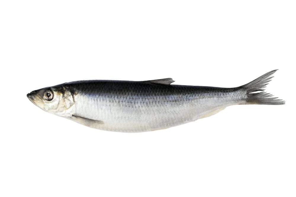 にしん（ニシン：鰊）の値段[価格]の相場と旬や栄養成分は？ おかずキッチン