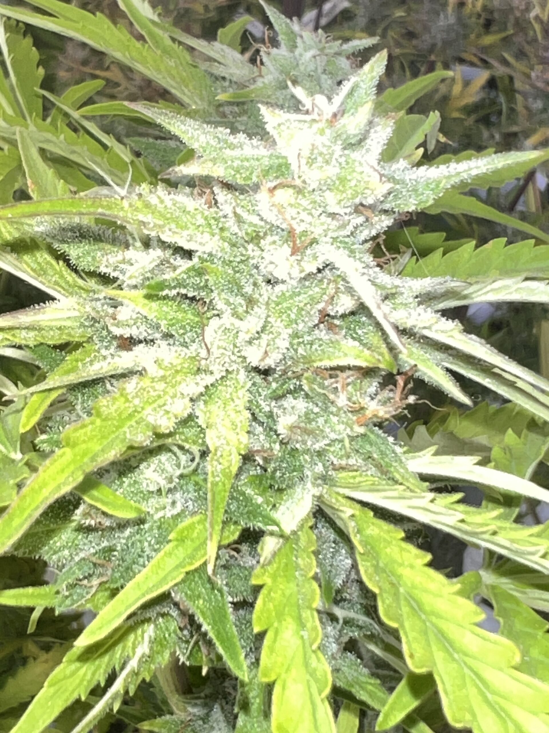 Burnt Garlic Garlic Parmesan X Burnt Orange Dream Beans Autoflower Seeds