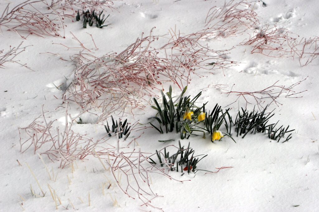 Why Are My Daffodils Coming Up Early? What to Do With the Early Bloomers Dreamcontents