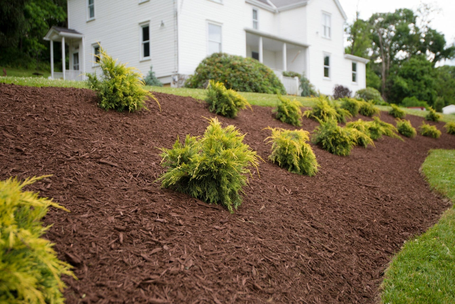 Can Too Much Mulch Kill Plants? Dream Greener Lawn and Landscape
