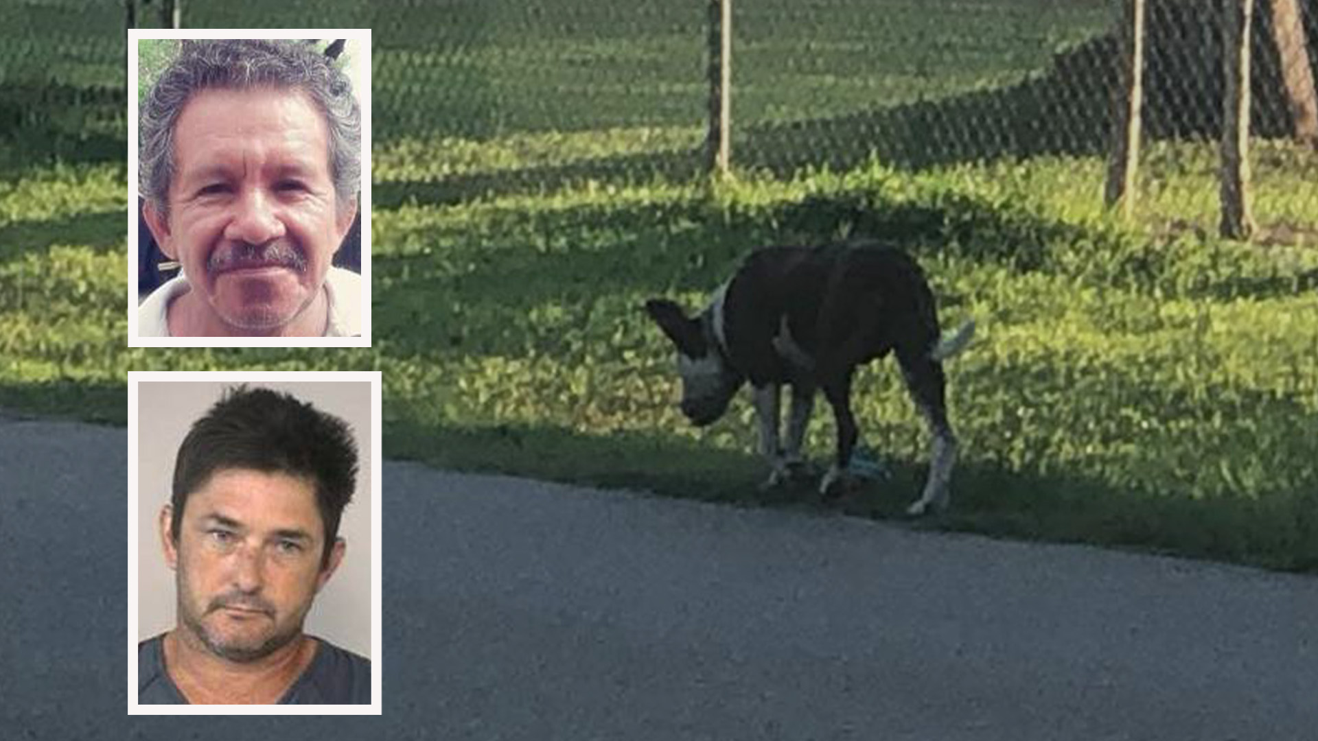 Elderly Texas Man Mauled To Death By Dogs, Owner Arrested The Demon's Den