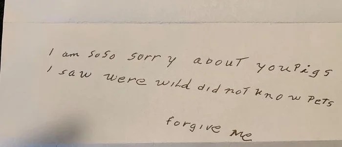 Family with Missing Pet Pigs Fears the Worst After Cryptic Apology