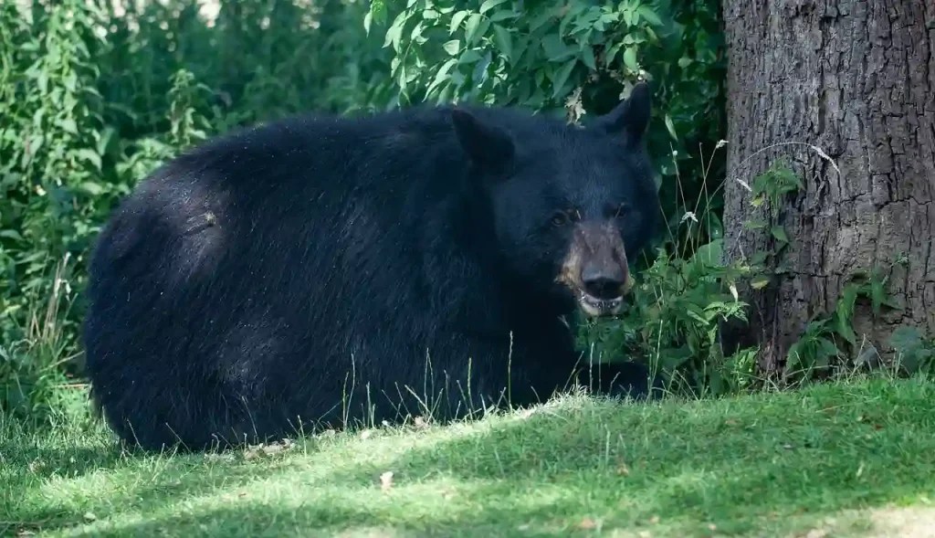 What Does It Mean To Dream About a Black Bear? Dream Informer