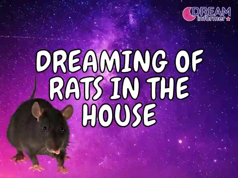 Dreaming Of Rats In The House 5 Common Meanings Dream Informer
