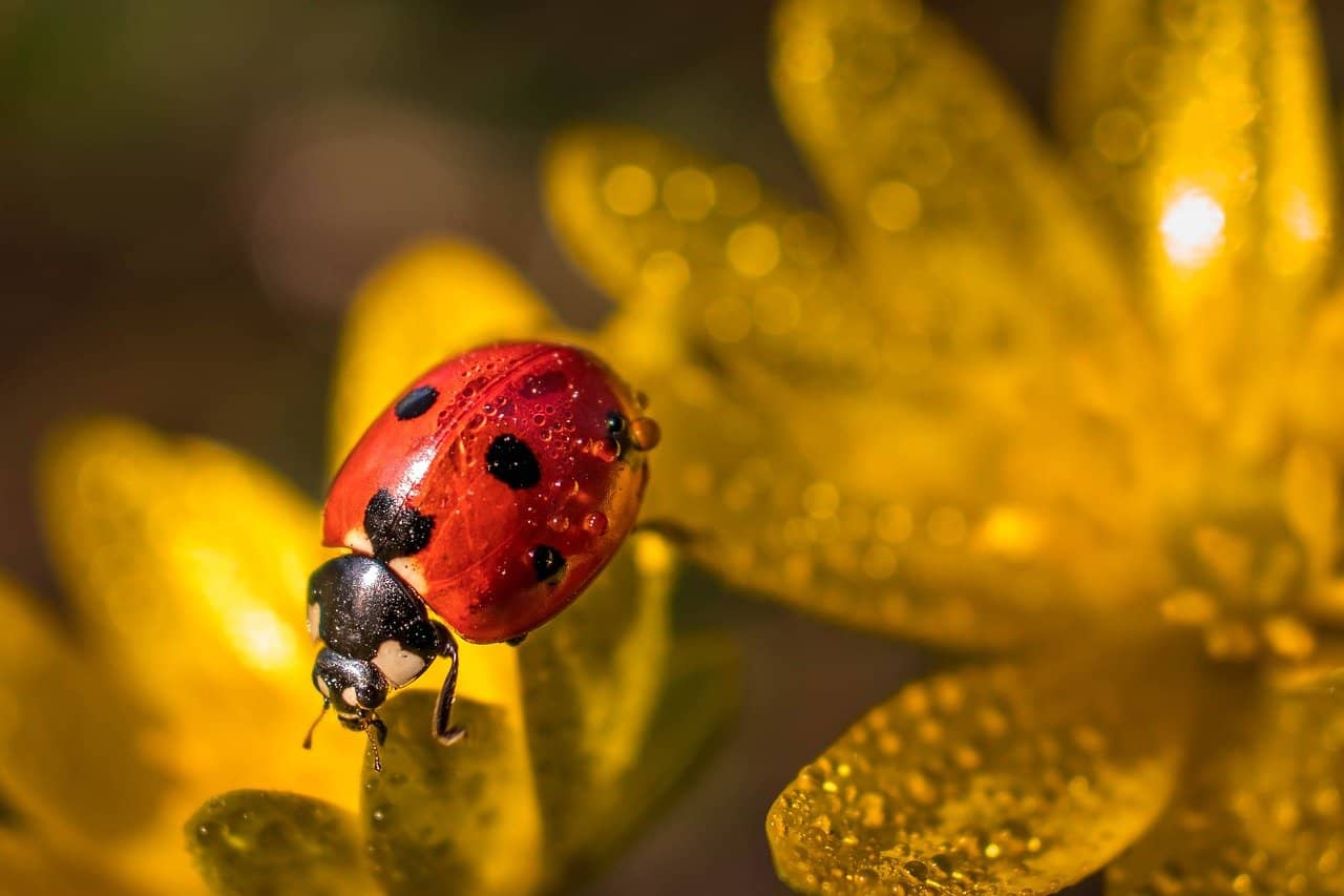 What Does It Mean When You Dream About Ladybugs?
