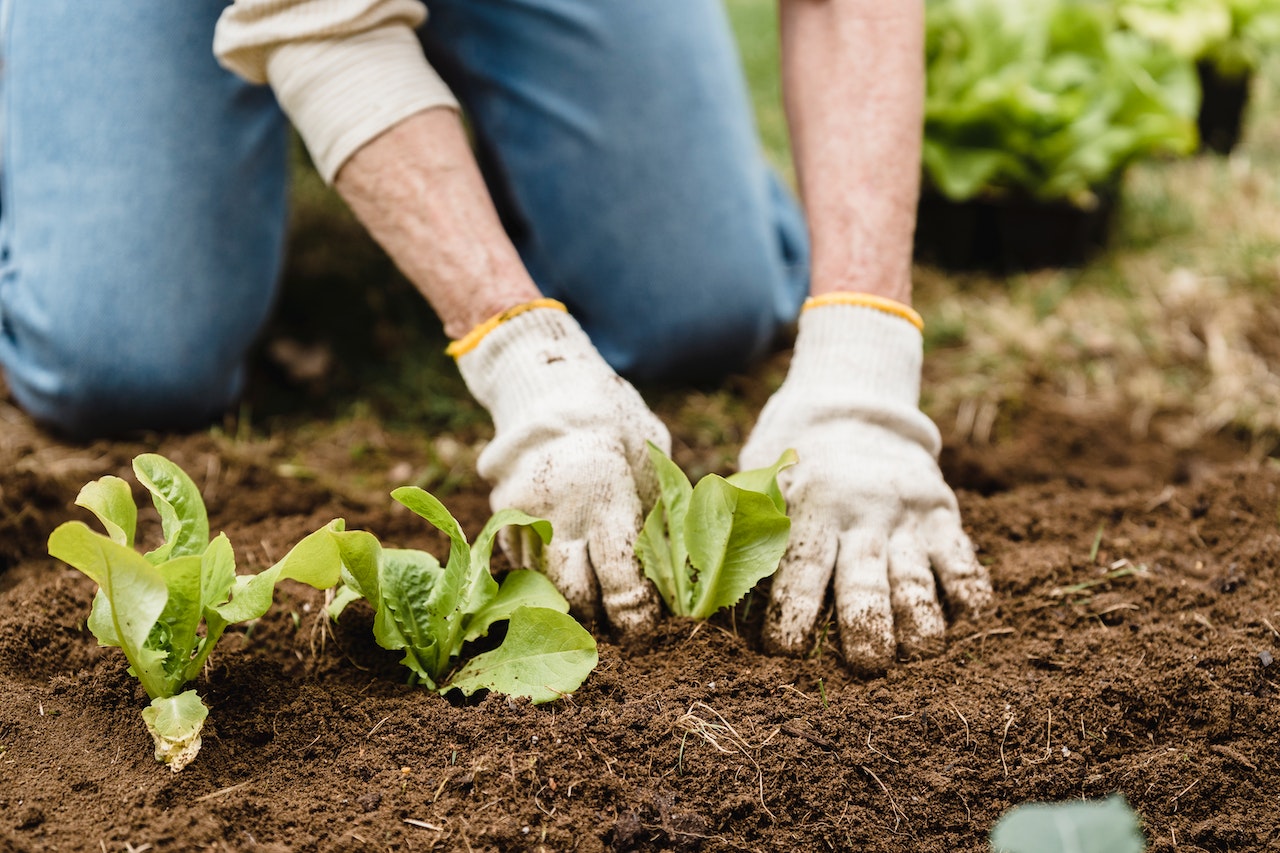 The Meaning and Interpretation of Dreams About Planting