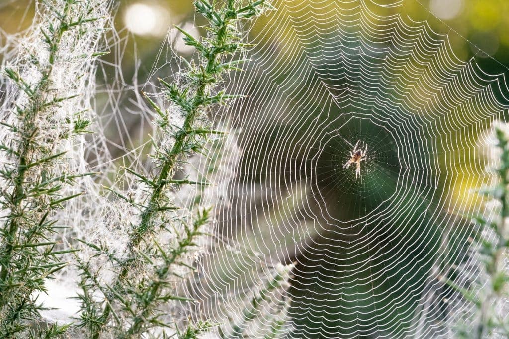 Cobweb Definition & Meaning Dictionary.com