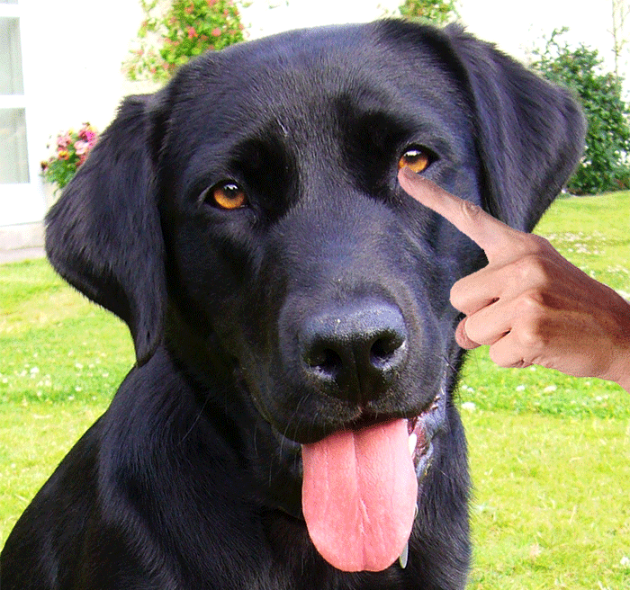 Förlåt mig, du söta gamla labrador helly and the dream of horses