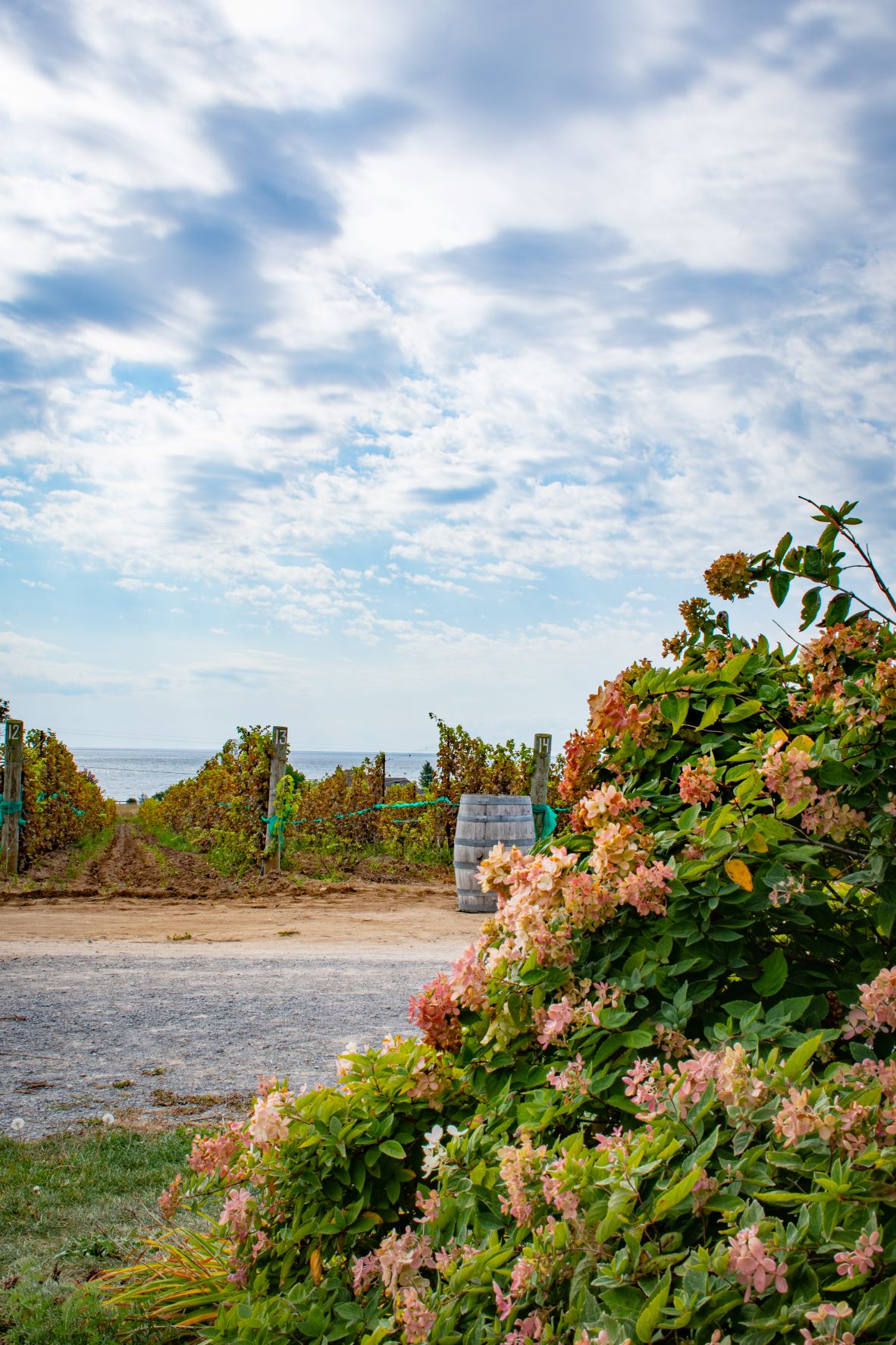 8 Best Wineries Prince Edward County In 2024 (that Are Dog Friendly Too!) Dream Plan Experience